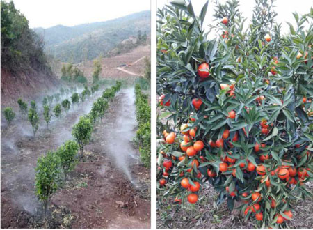 完成武定县某乡柑橘生态种植示范基地建设项目可行性研究报告编制.jpg